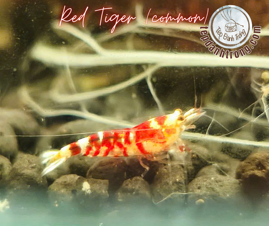 Red Fancy Tiger