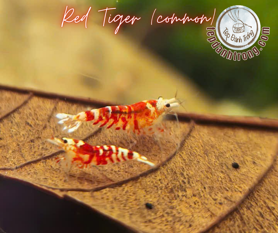 Red Fancy Tiger