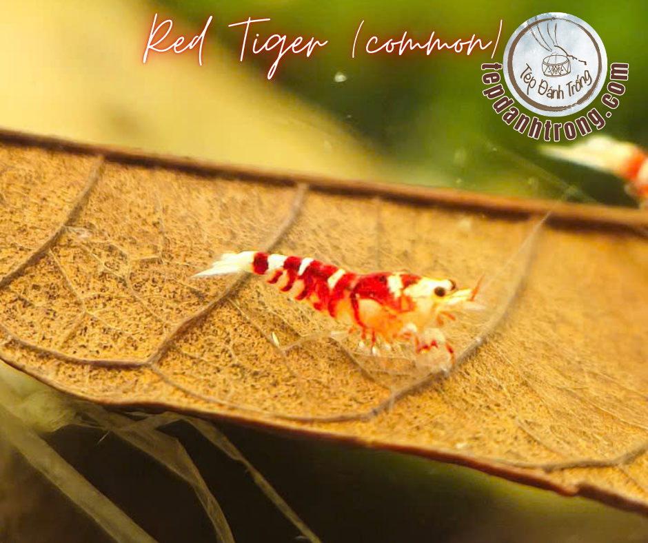 Red Fancy Tiger