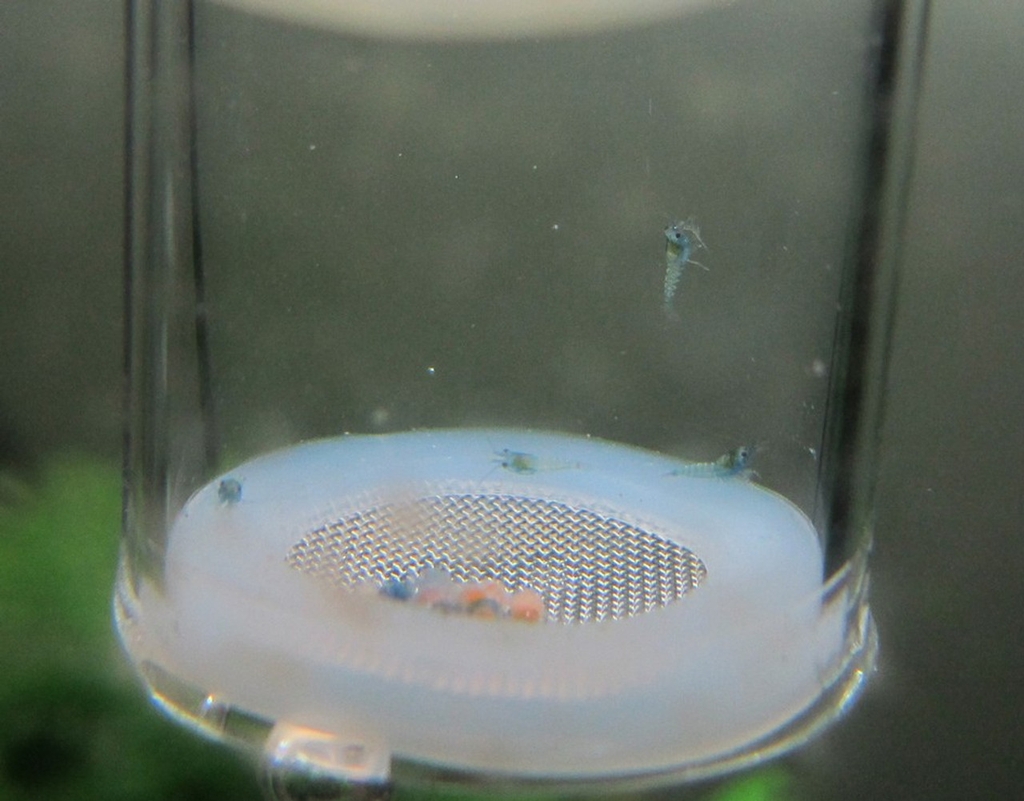 Lồng Ấp Trứng Tép - Hỗ Trợ Ấp Trứng Tép Thủ Công Khi Tép Lột Vỏ Dính Trứng