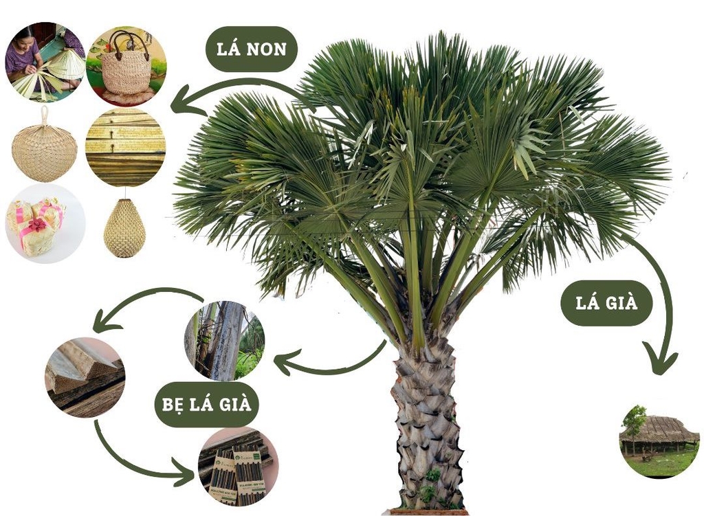 cây làm đũa buông