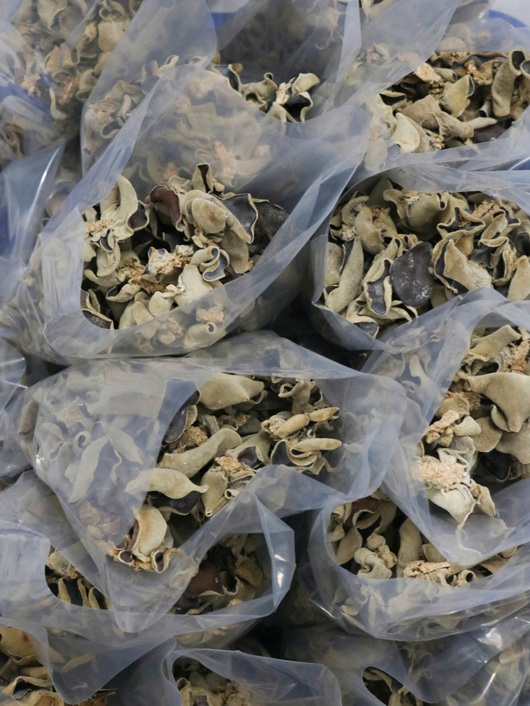 Vận Chuyển Nấm Mèo Đen Khô Từ Việt Nam Sang Canada: Giải Pháp An Toàn và Nhanh Chóng