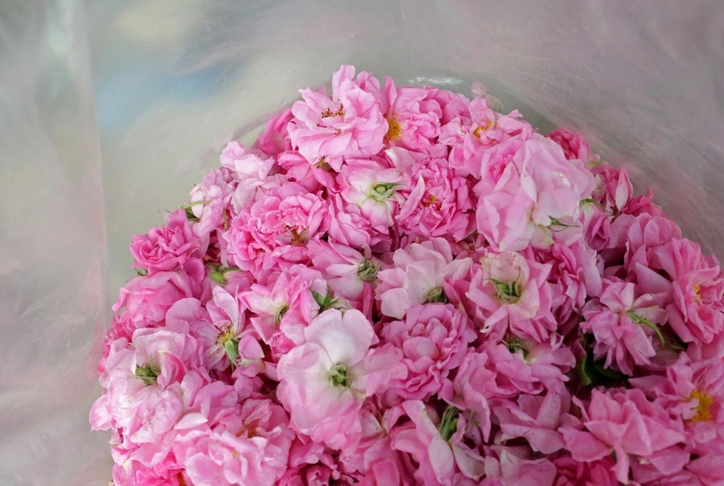 Nước hoa hồng Damascena hữu cơ Wooden Spoon 200ml