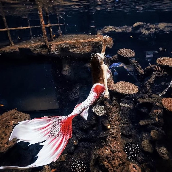 Đuôi Người Cá Koi