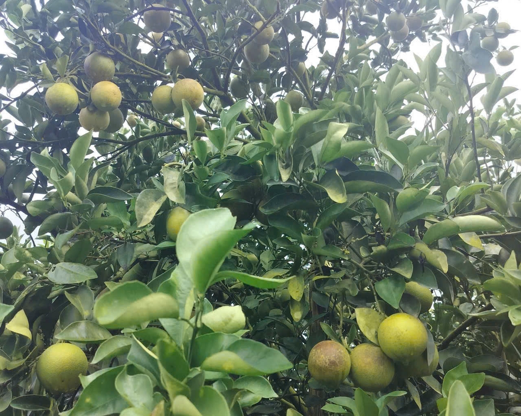 Cam Xoàn Lai Vung (Kg)