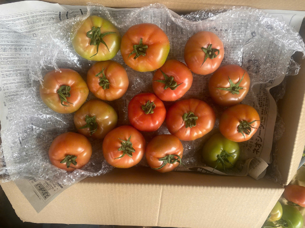 Cà chua beef Đà Lạt