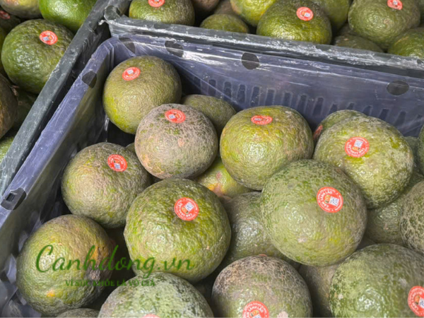 CAM SÀNH HIẾU LIÊM (loại đặc biệt)