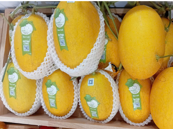 Dưa lưới vàng Huỳnh Long