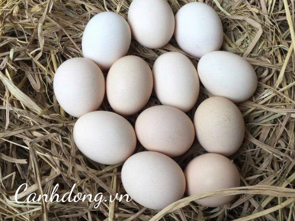 Trứng gà ri thả đồi cam Bắc Giang