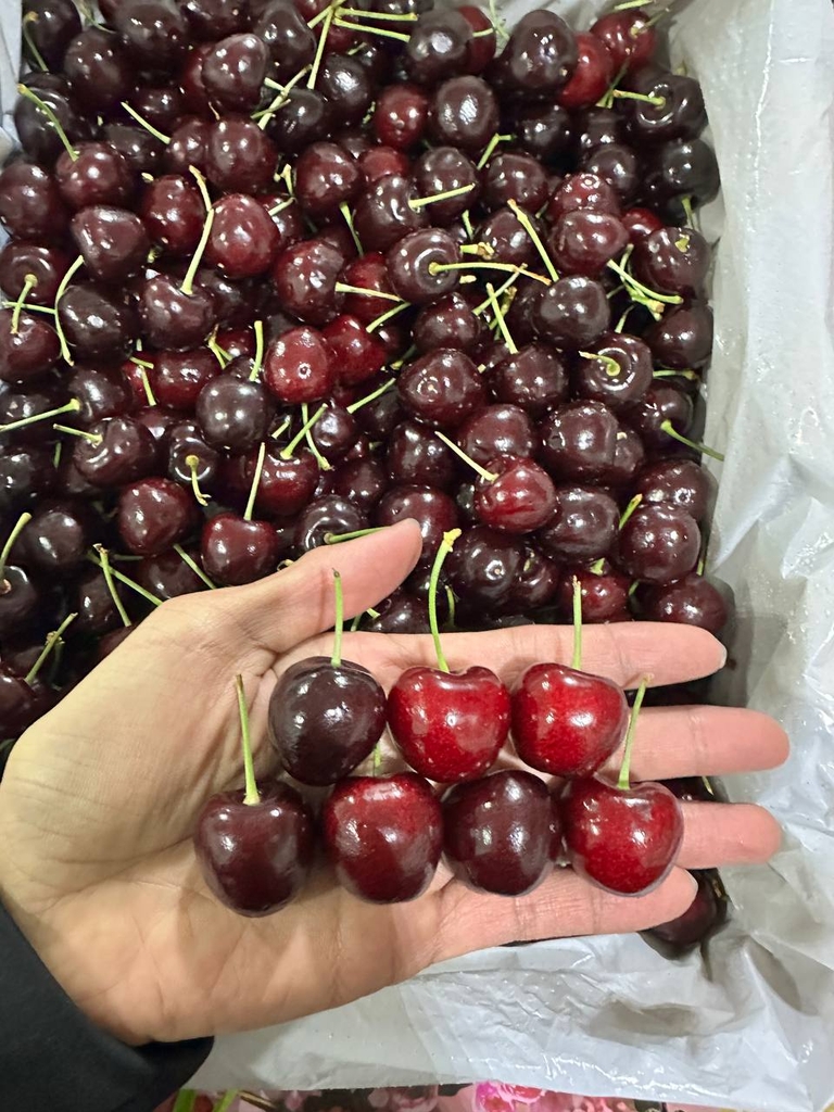 [Hoả tốc HCM] CPG Fresh - Trái Anh Đào Tươi Tasmania (26-28mm++) Thùng 5kg