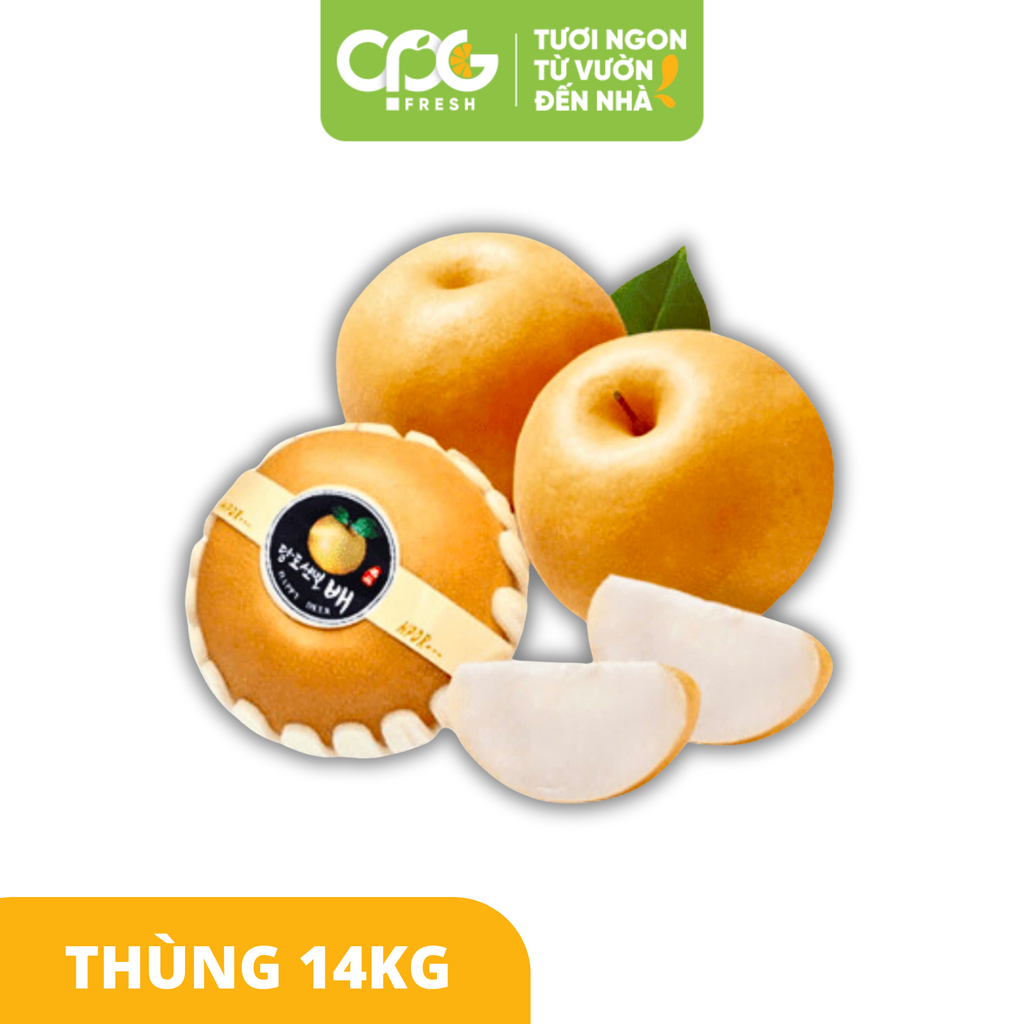 Lê Nâu Singo Nội địa Trung - Size 30-32