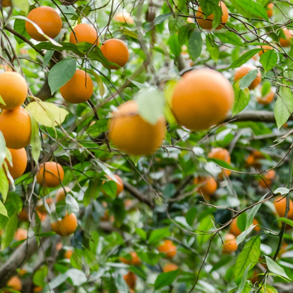 Những quả camSicilian tươi mát 