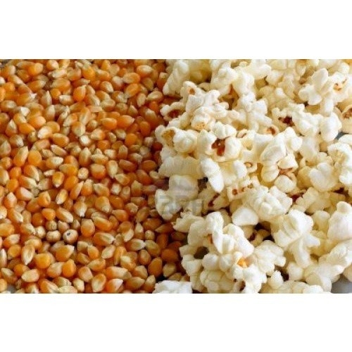 250G ngô mỹ làm bắp rang bơ ( bỏng ngô ) ngô nổ ( bắp nổ ) POPCORN