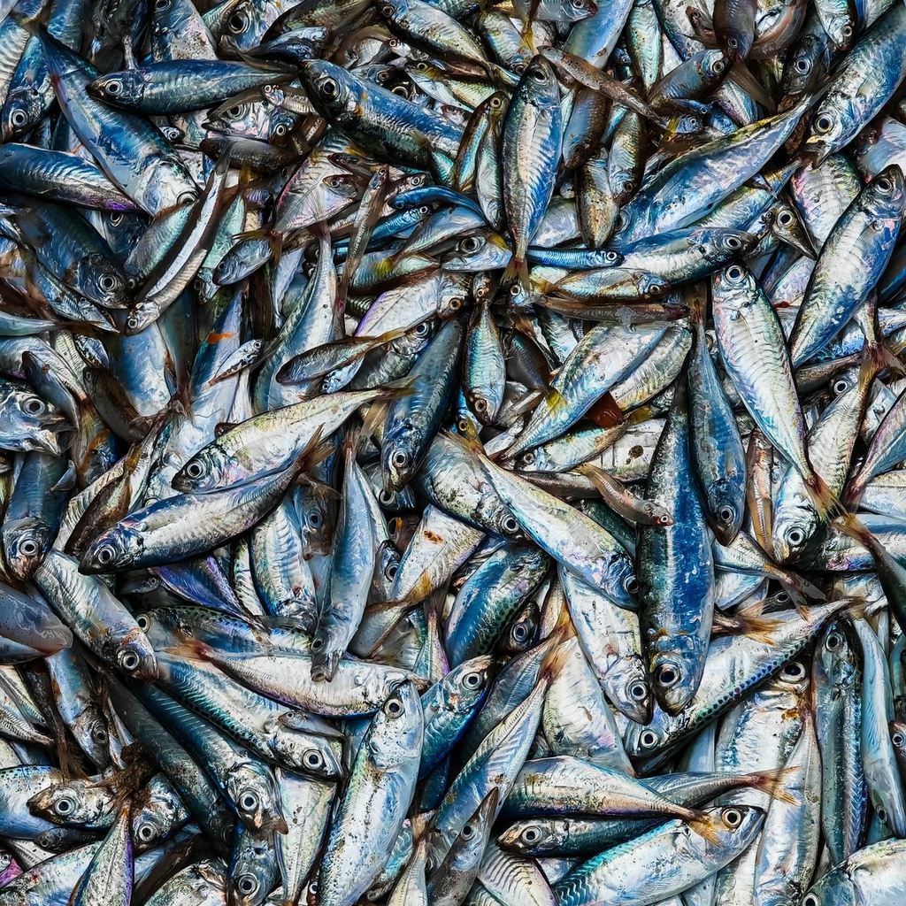 Cá nục tươi nguyên chất 100%