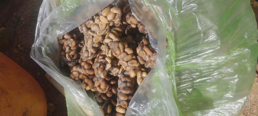 Cà phê nhân Robusta/Arabica chồn nguyên chất