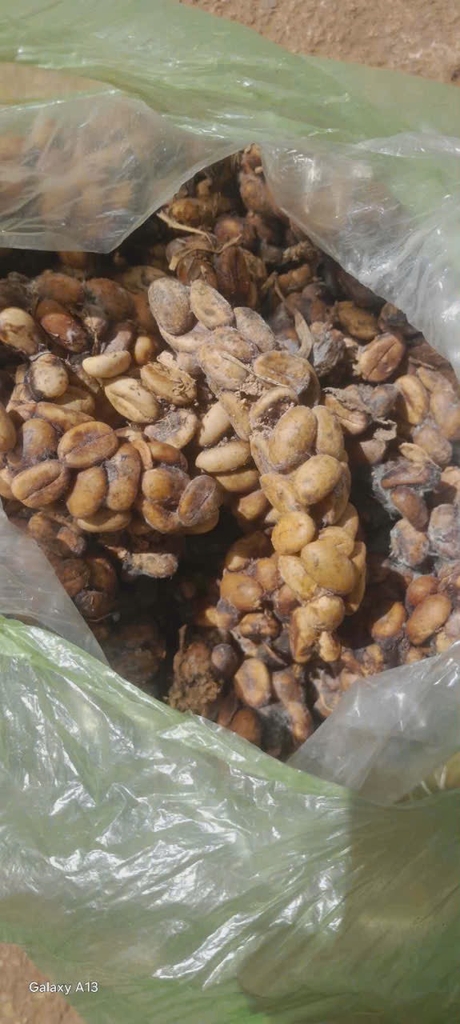 Cà phê nhân Robusta/Arabica chồn nguyên chất