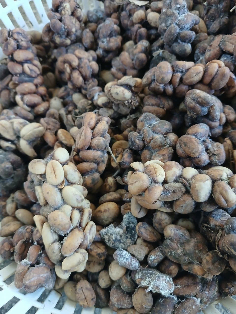 Cà phê nhân Robusta/Arabica chồn nguyên chất