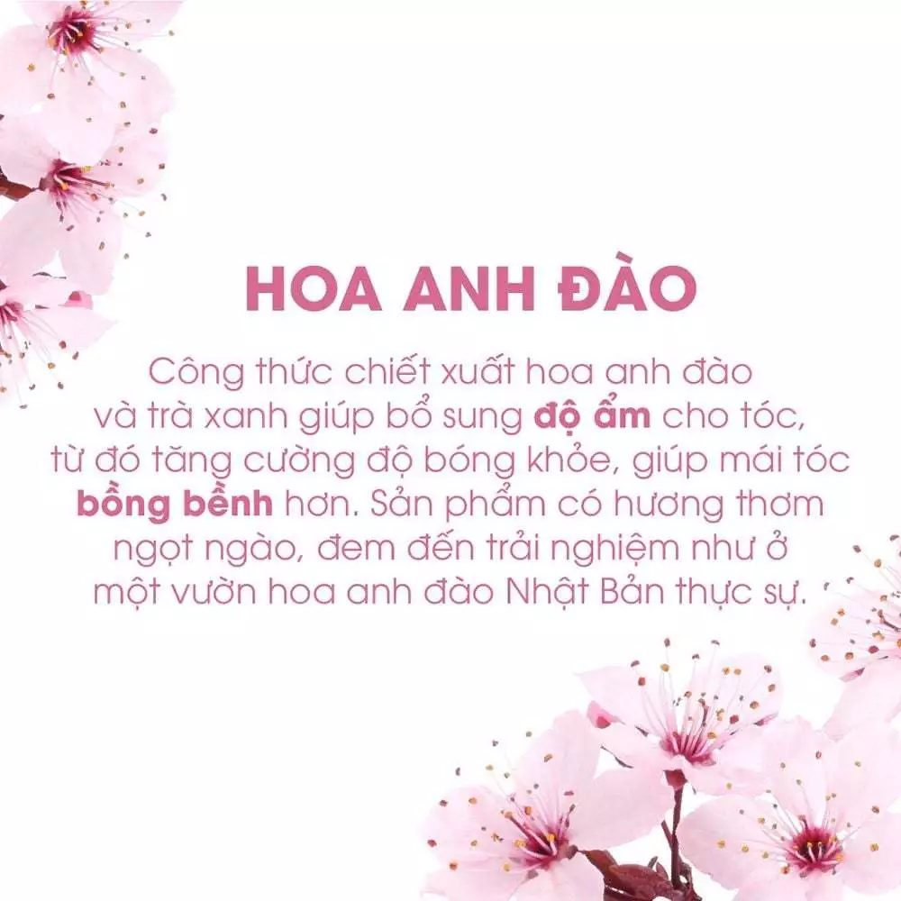 Dầu xả OGX chiết xuất hoa anh đào cấp ẩm cho tóc 385ml
