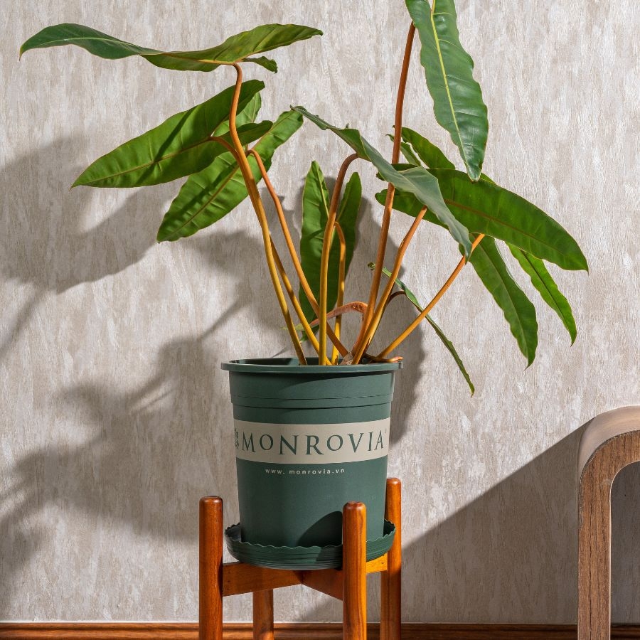 Chậu nhựa Monrovia 1 gallon
