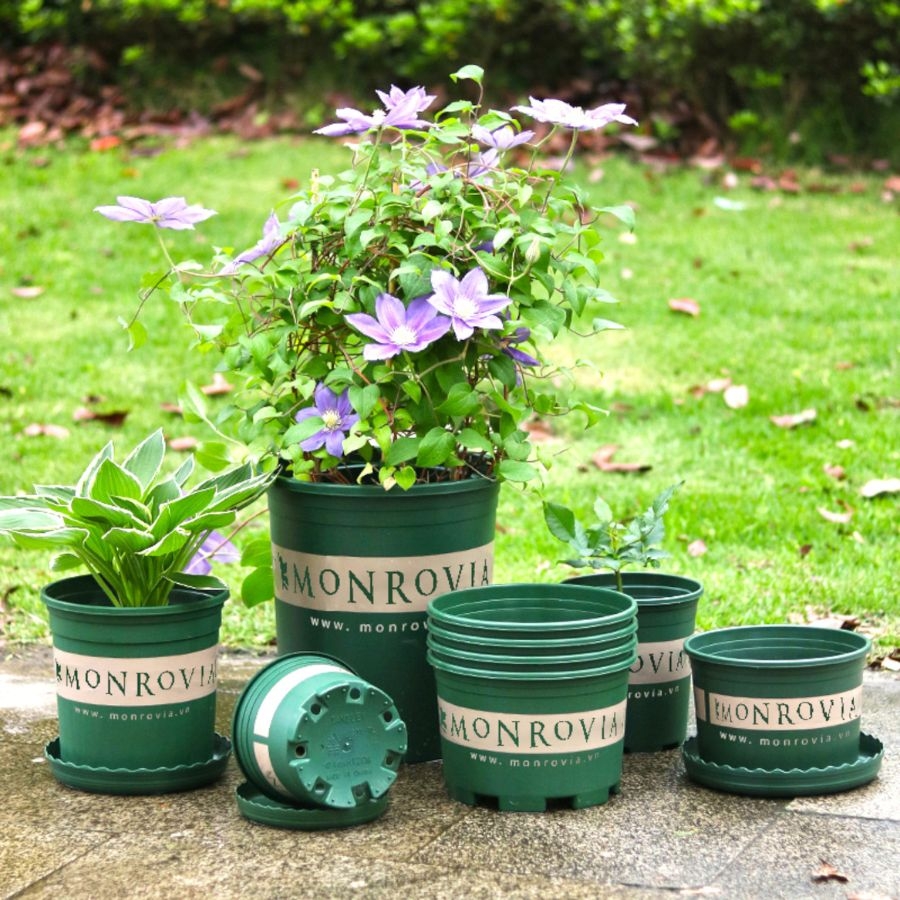 Chậu nhựa trồng cây Monrovia 2 gallon đáy M siêu thoáng | MONROVIA