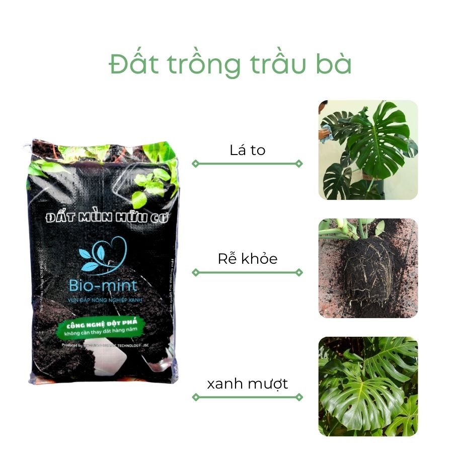 Đất trồng cây trầu bà | đất mùn hữu cơ Bio-mint