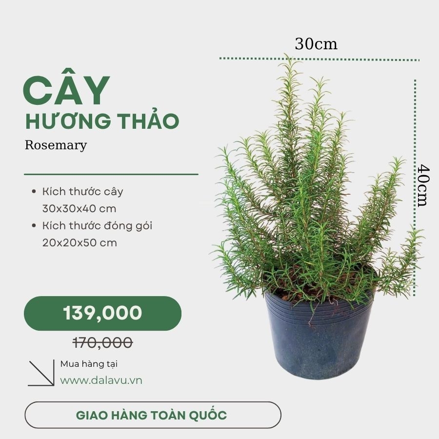 Cây hương thảo | Rosemary