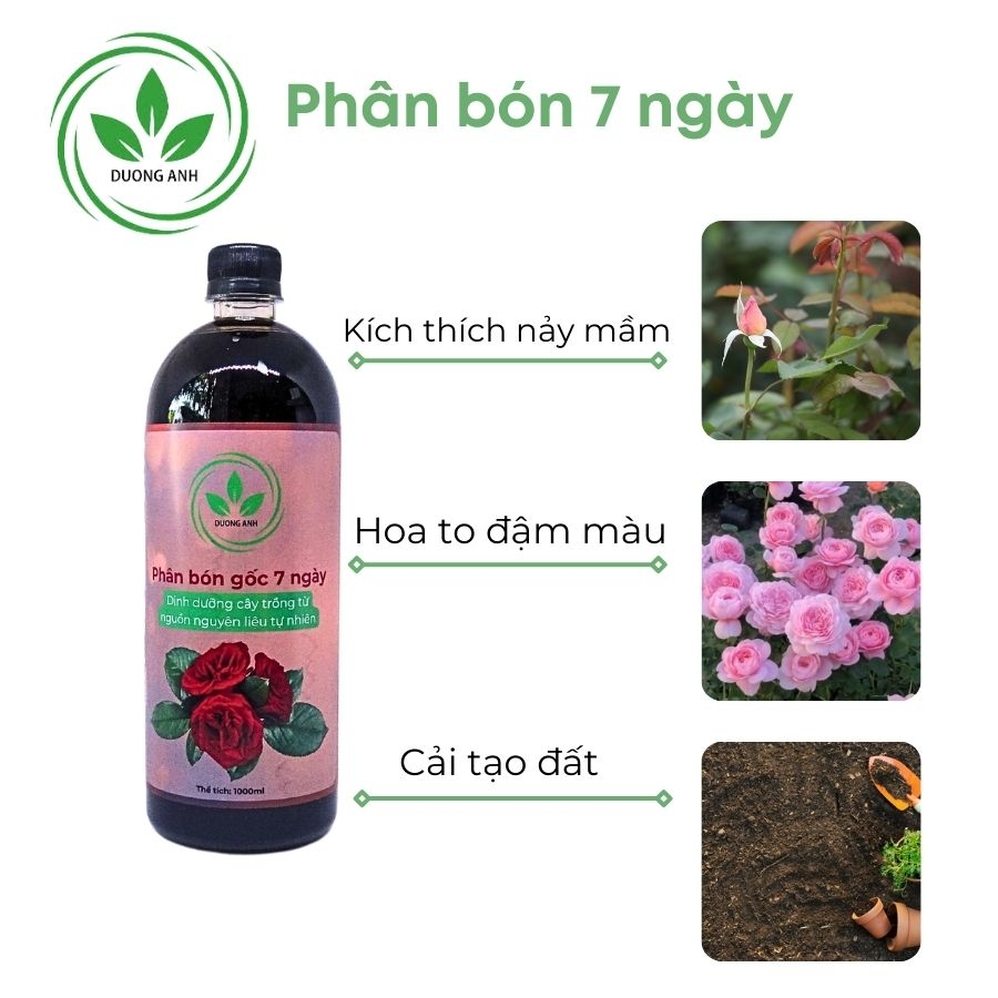 Phân bón 7 ngày cho hoa hồng | DƯƠNG ANH