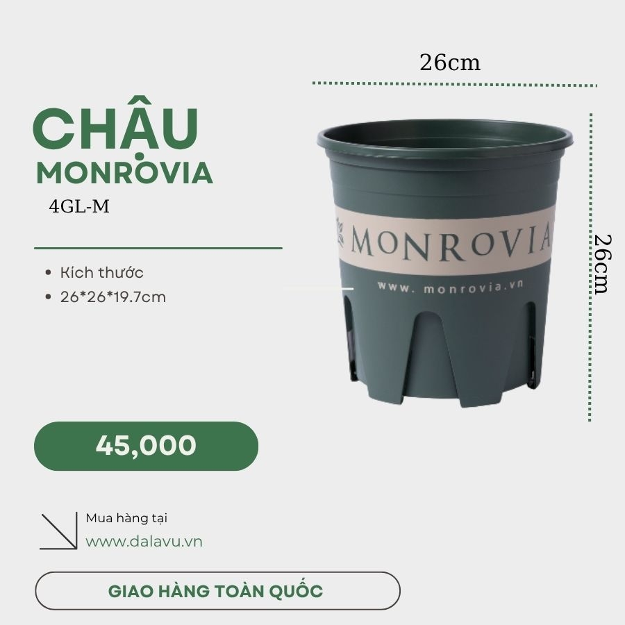 Cây hương thảo | Rosemary