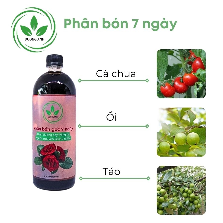 Phân bón 7 ngày cho hoa hồng | DƯƠNG ANH