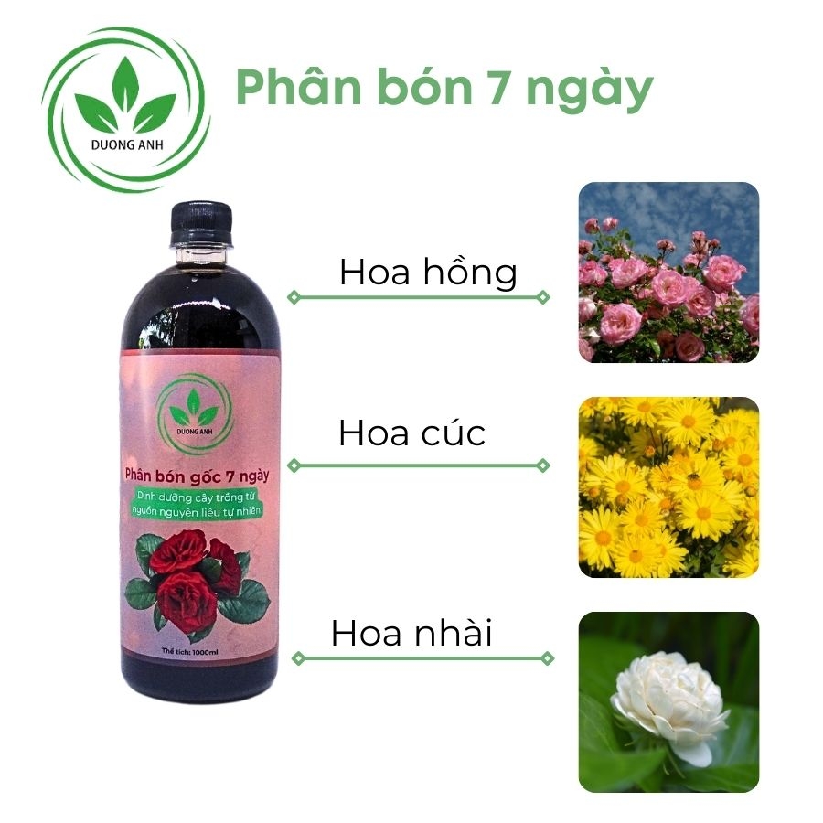 Phân bón 7 ngày cho hoa hồng | DƯƠNG ANH