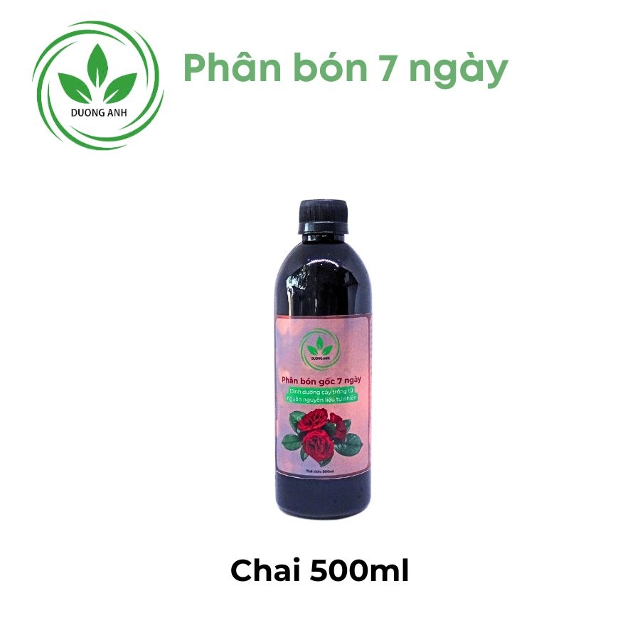 Phân bón 7 ngày cho hoa hồng | DƯƠNG ANH
