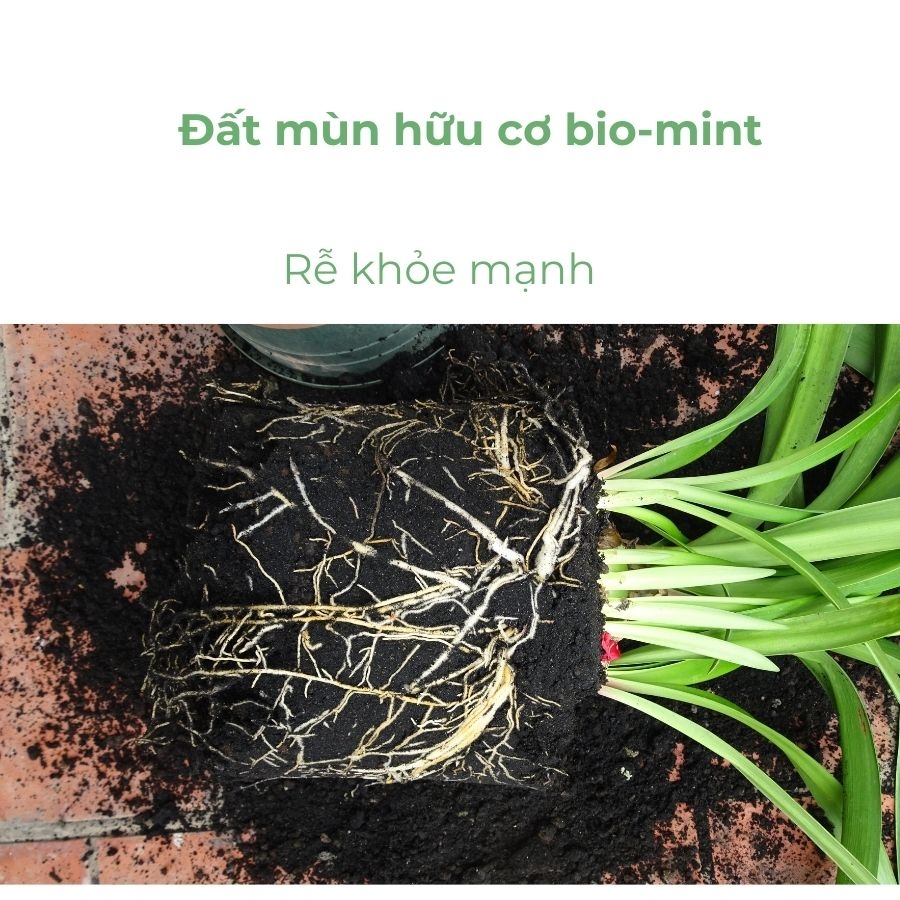 Đất mùn hữu cơ | Đất mùn Bio-mint