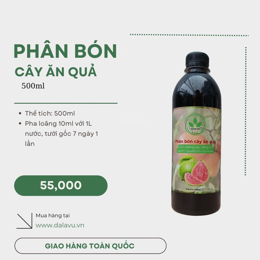 Cây kỷ tử Hàn | cây câu kỷ tử