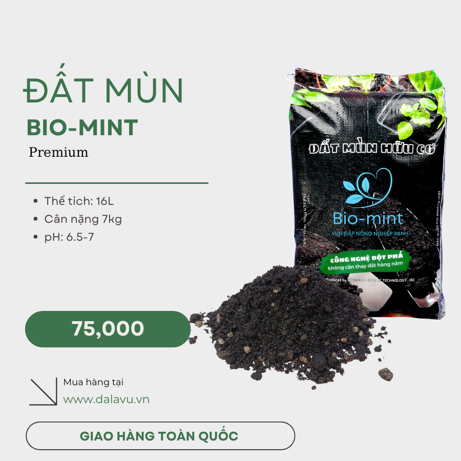 Cây kỷ tử Hàn | cây câu kỷ tử