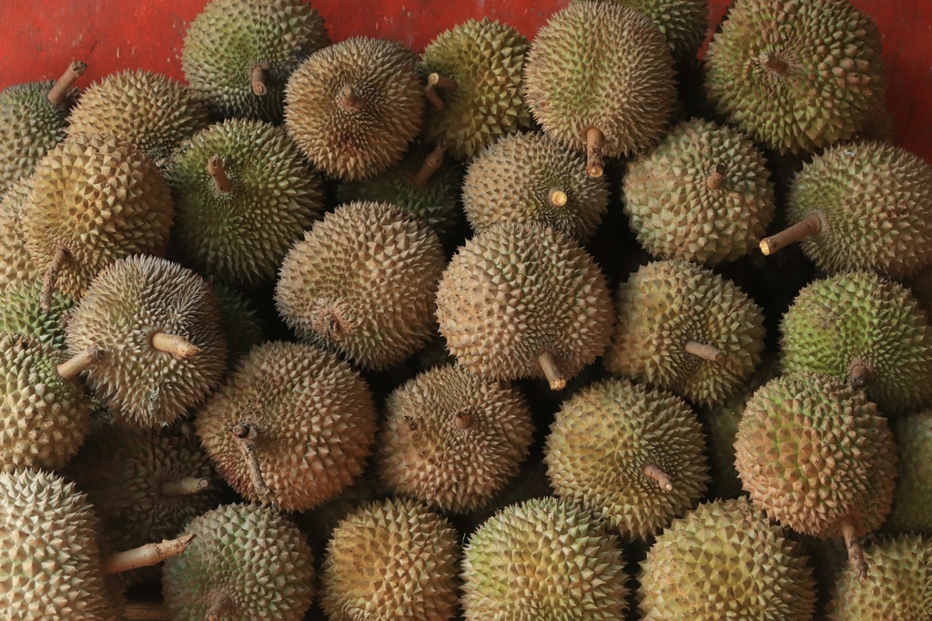 Sầu riêng tuyển chọn