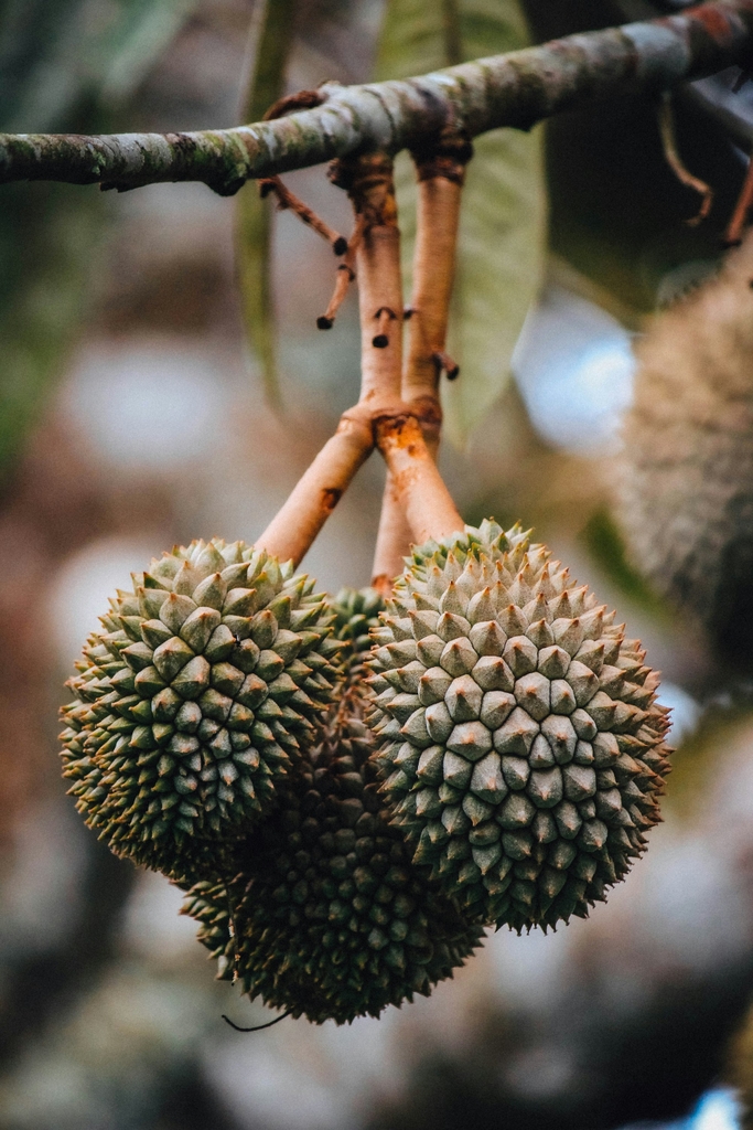 Sầu riêng trên cành