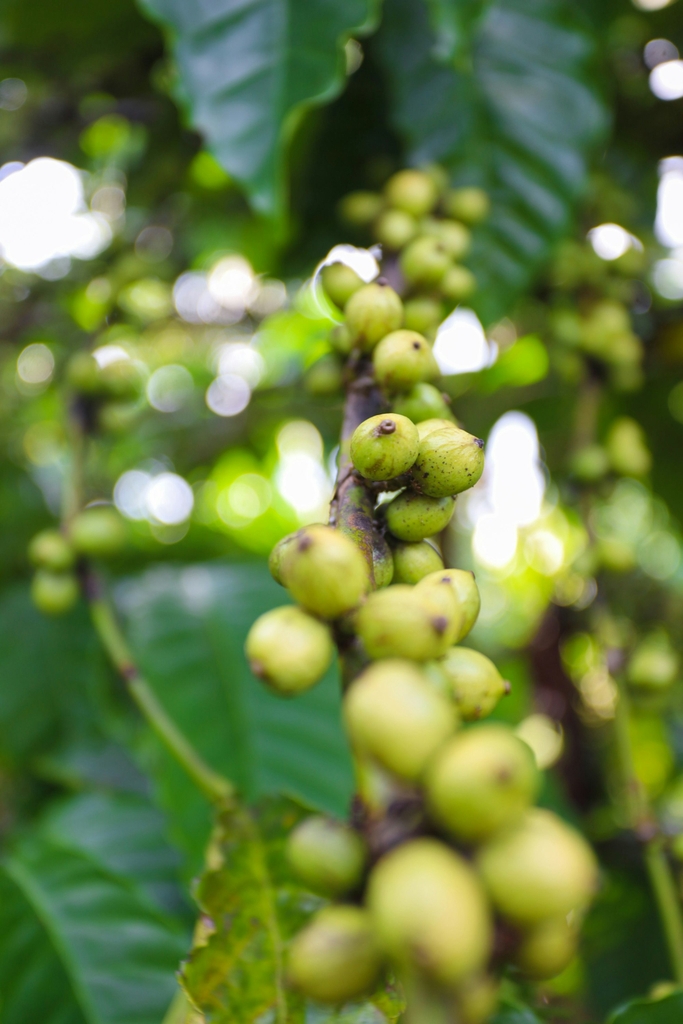Chùm quả cà phê Robusta