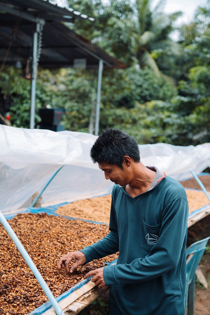 Phơi và kiểm tra hạt cà phê