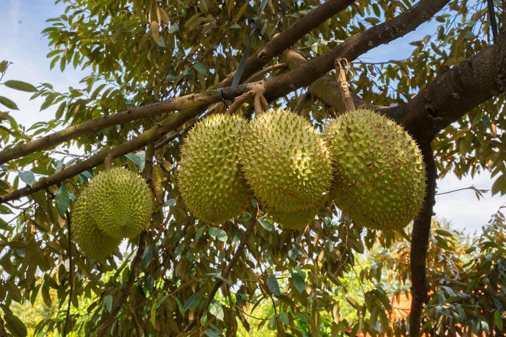 Dak Lak Durian