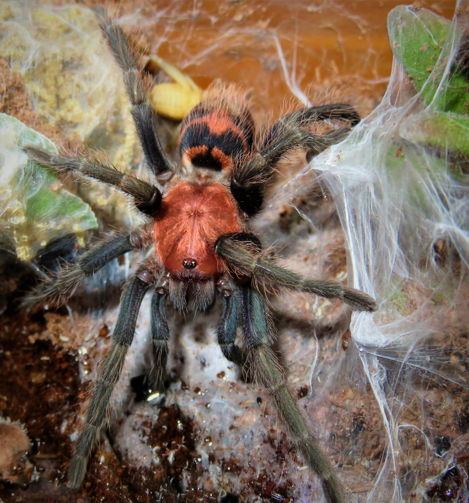 Guatemalan Tiger Rump | Spider.DAD