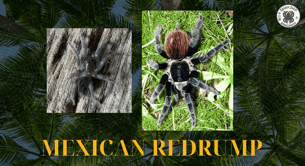 Mexican Red Rump | Spider.DAD