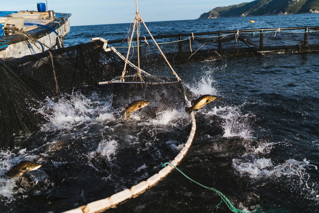 Cá được nuôi trong các lồng cách bờ 20km, tại Vịnh Vân Phong, Khánh Hòa, với rất nhiều công nghệ hiện đại.