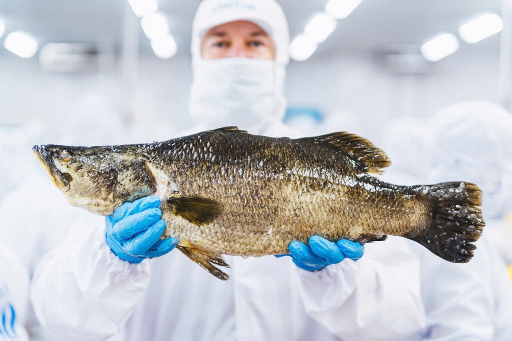 Cá vược đại dương The Better Fish®&nbsp;đạt tiêu chuẩn xuất khẩu tới các thị trường khó tính nhất như Mỹ - Châu Âu - Nhật Bản.