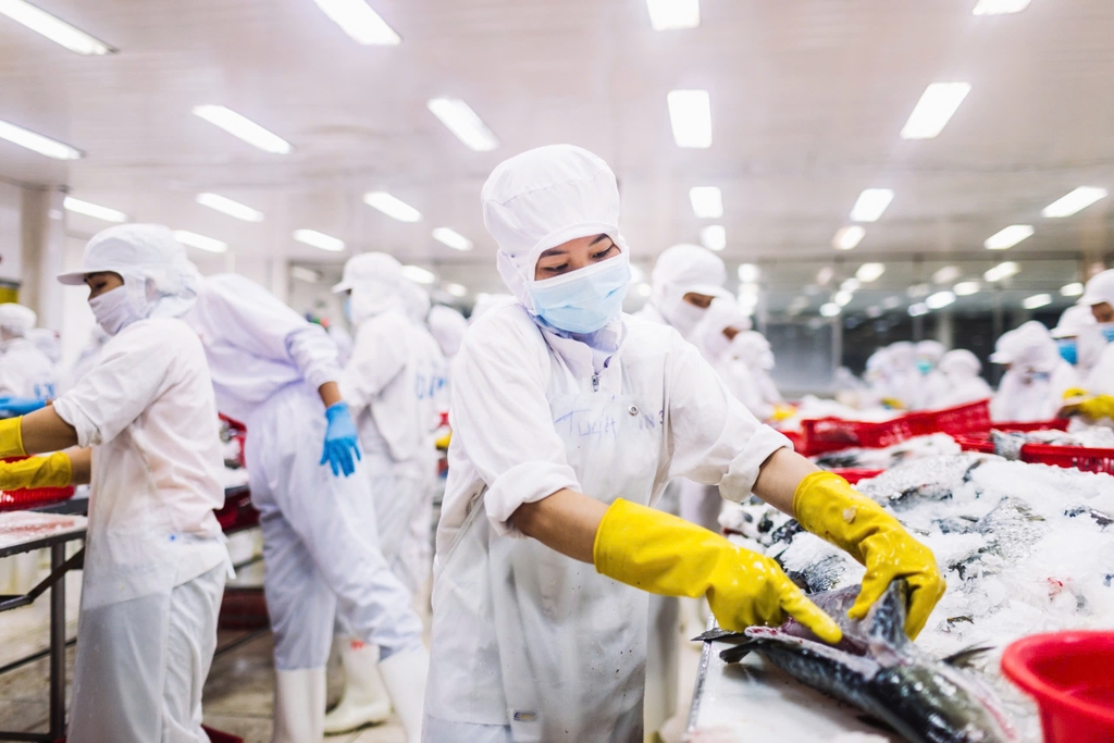 Cá vược của The Better Fish® được đông lạnh ngay sau khi đánh bắt rồi tiến hành sơ chế và cấp đông nhanh chỉ trong 1 ngày.