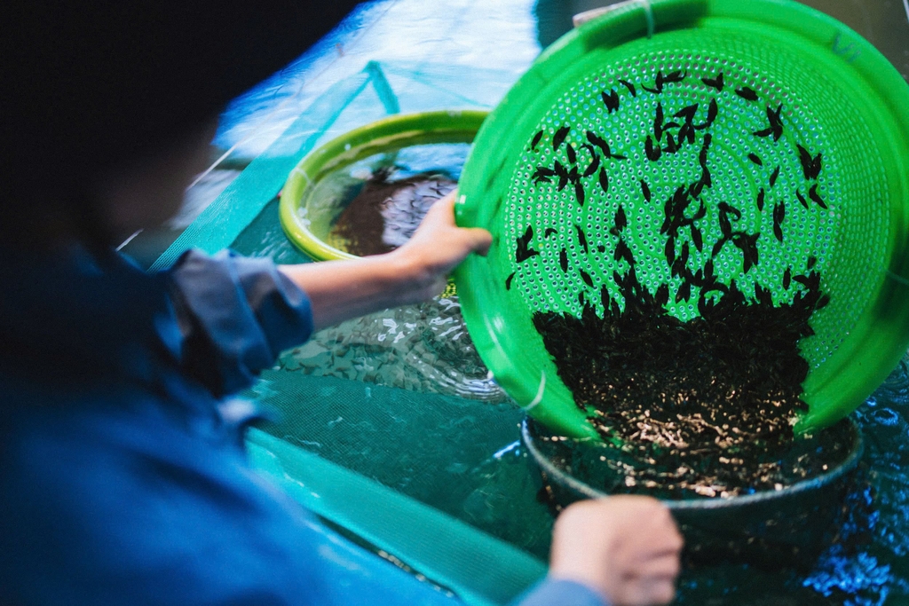 The Better Fish® chọn lọc nguồn gene cá bố mẹ tốt nhất cũng như cá con để có thành phẩm hoàn hảo nhất.