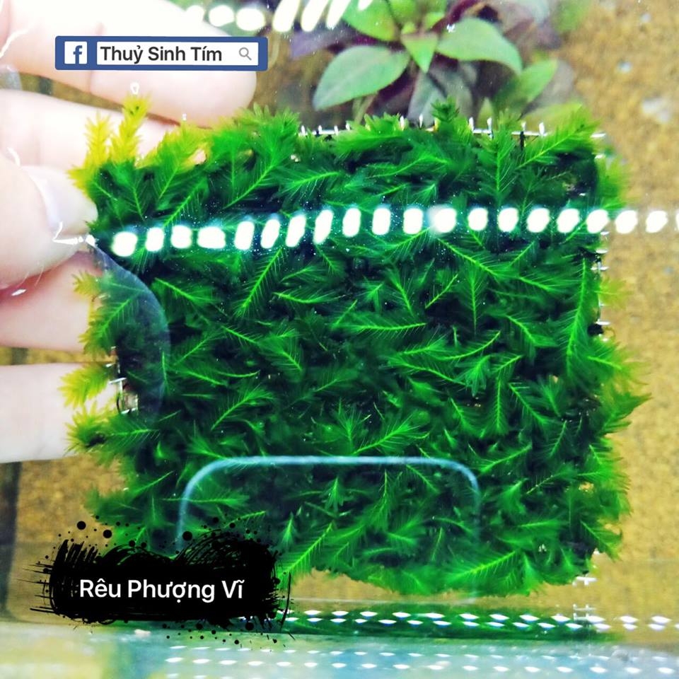 Vỉ Rêu Phượng Vĩ Đài