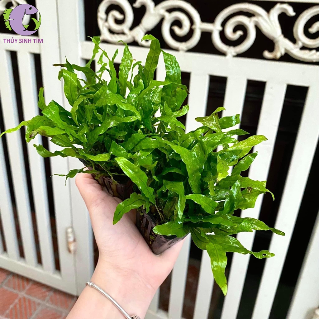 Dương Xỉ Mỹ Nhân 1