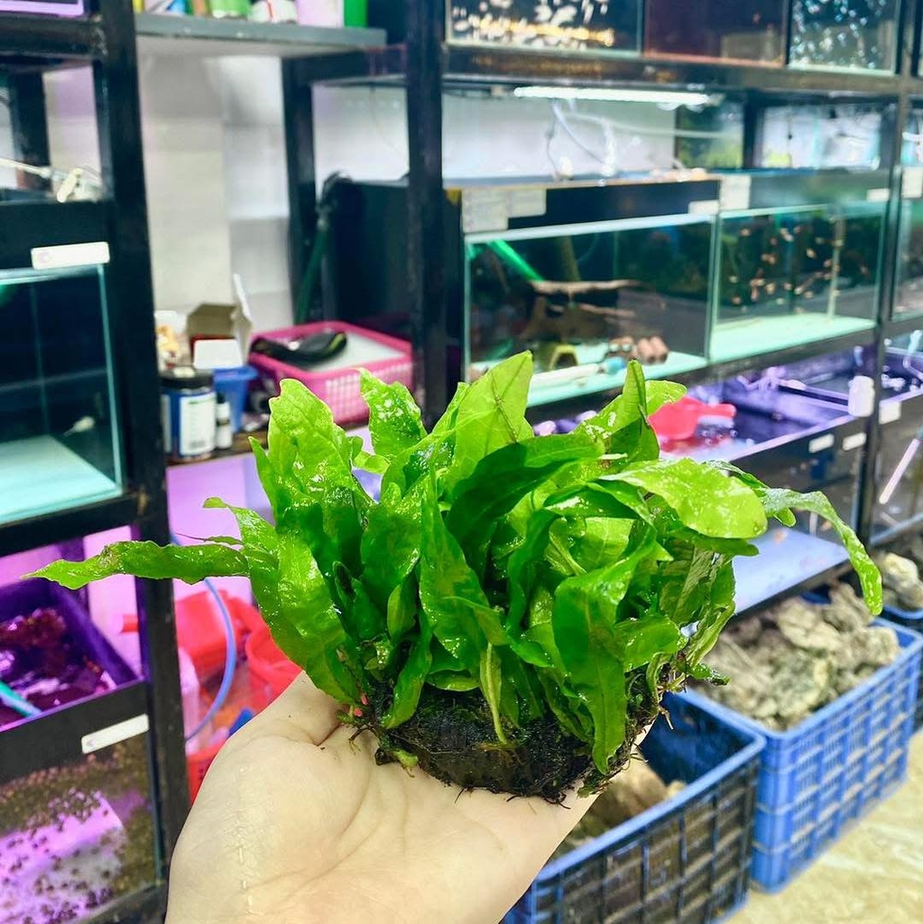 Dương xỉ java gắn giá thể