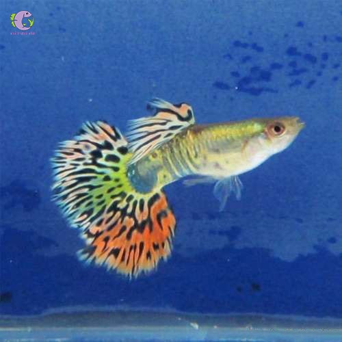 Cá bảy màu Tiger Half Moon-3