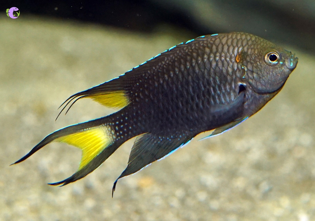 Cá Thia Đen (Freshwater Damselfish)